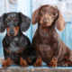 Male or Female Dachshund