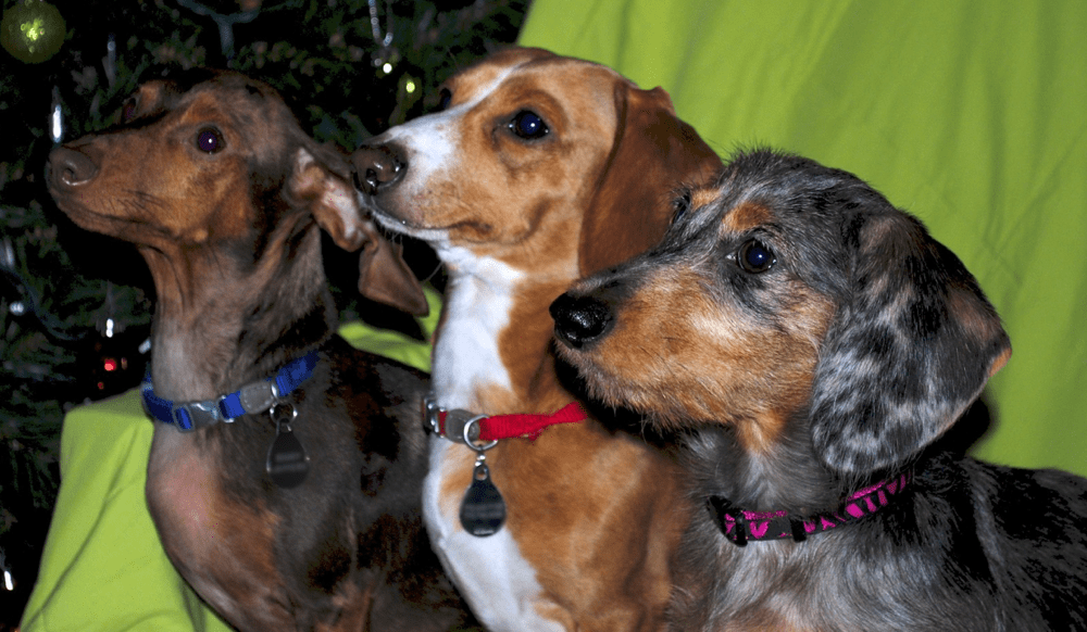 McCoys Precious Doxies Breeder