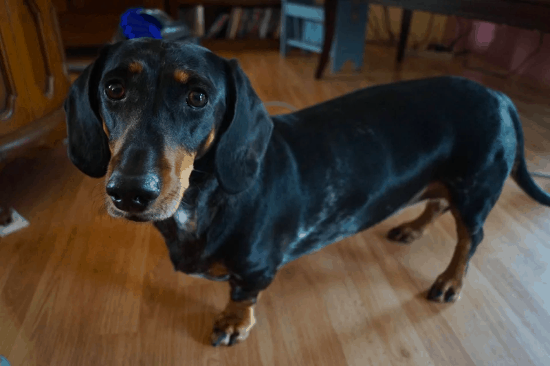 Miniature Dachshund Golden Retriever mix