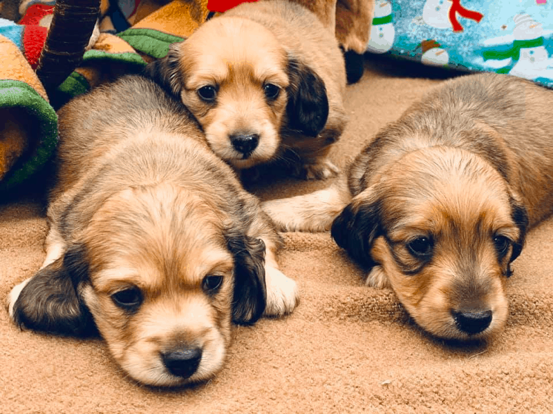 Reed's Mini Dachshunds FL