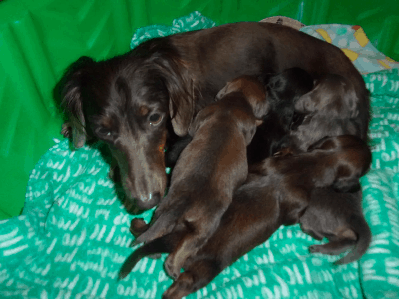 Robin’s Dachshund Nest Breeder in Florida