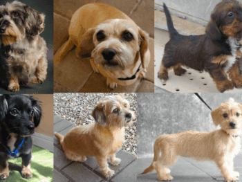 dachshund shih-tzu mix