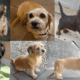 dachshund shih-tzu mix