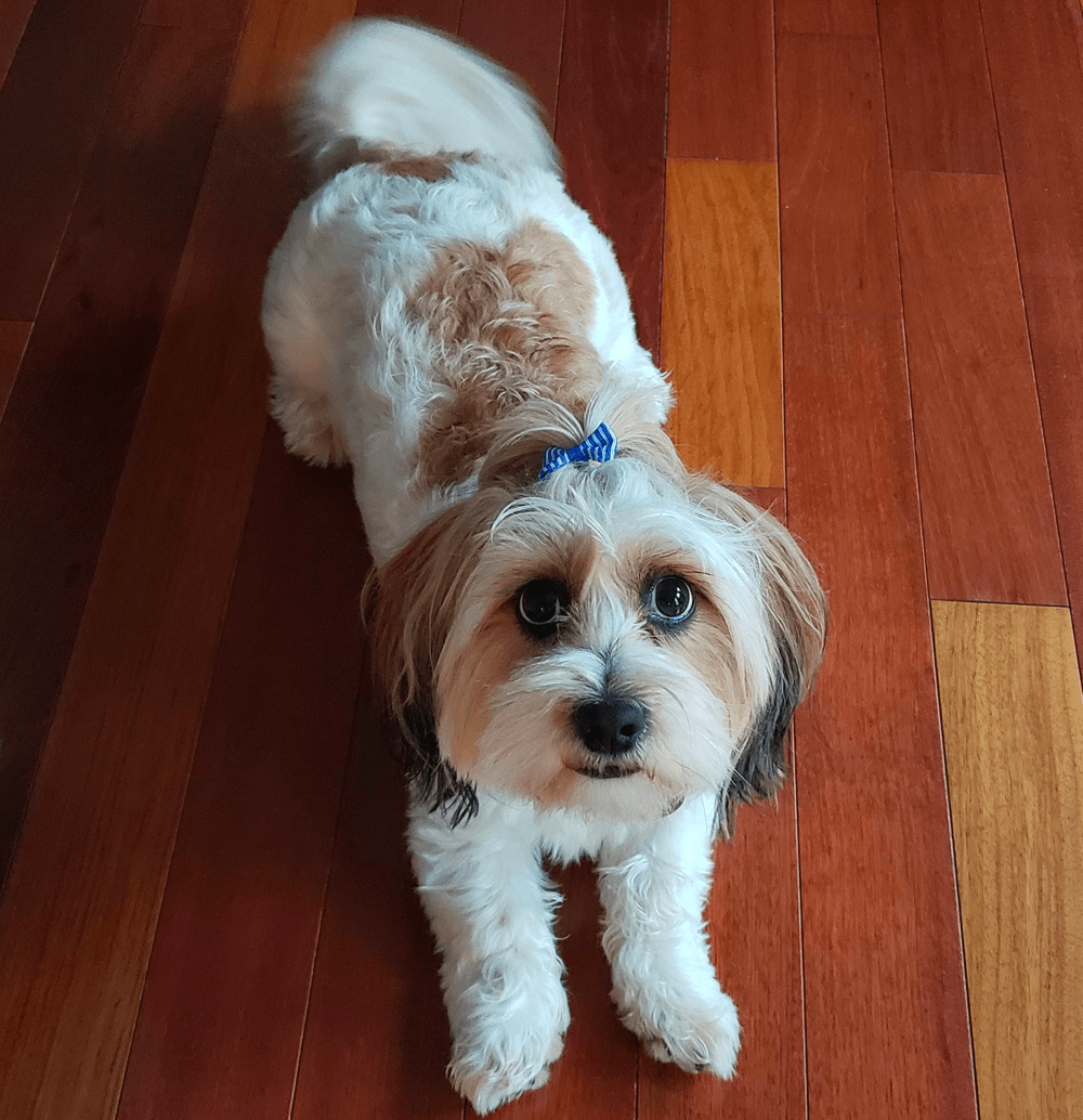 Schweenie Dog Breed