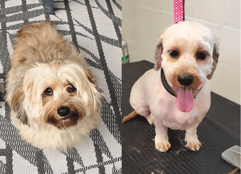 Schweenie Grooming