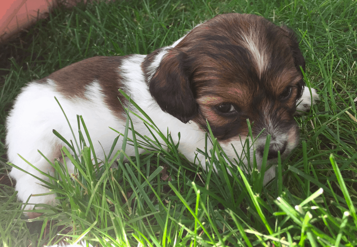 Schweenie Puppies