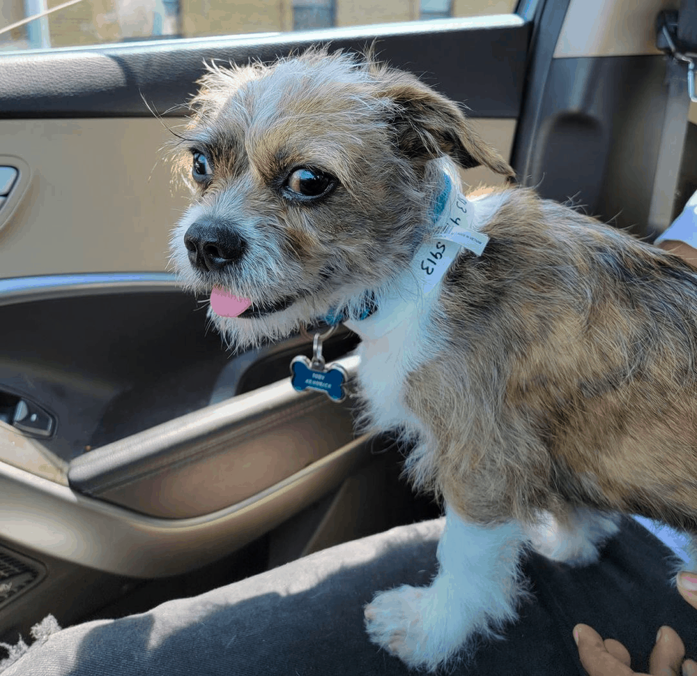 Schweenie Temperament