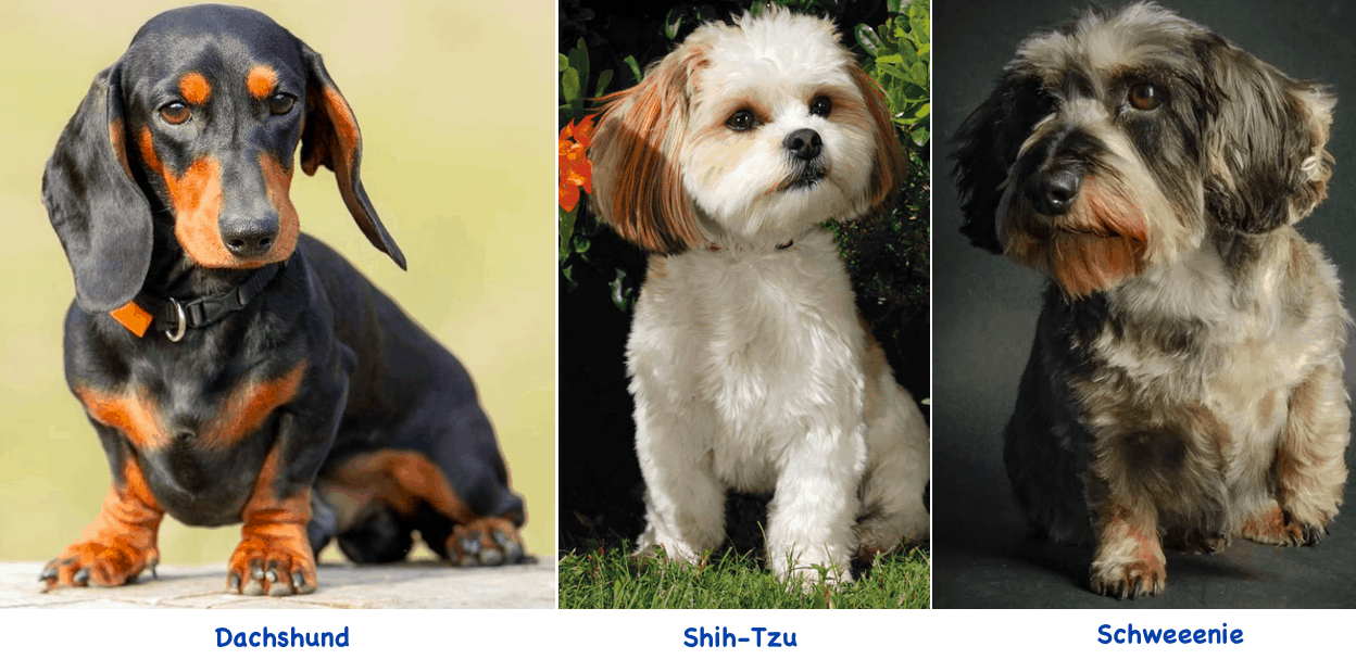 Schweenie characteristics