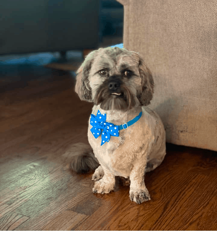 Schweenie good for family