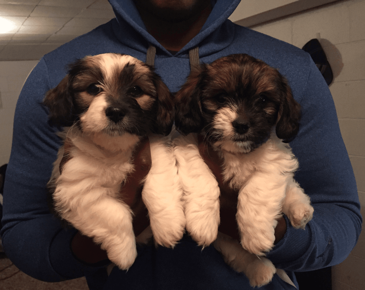 Shih Tzu Dachshund Mix Puppies For Sale