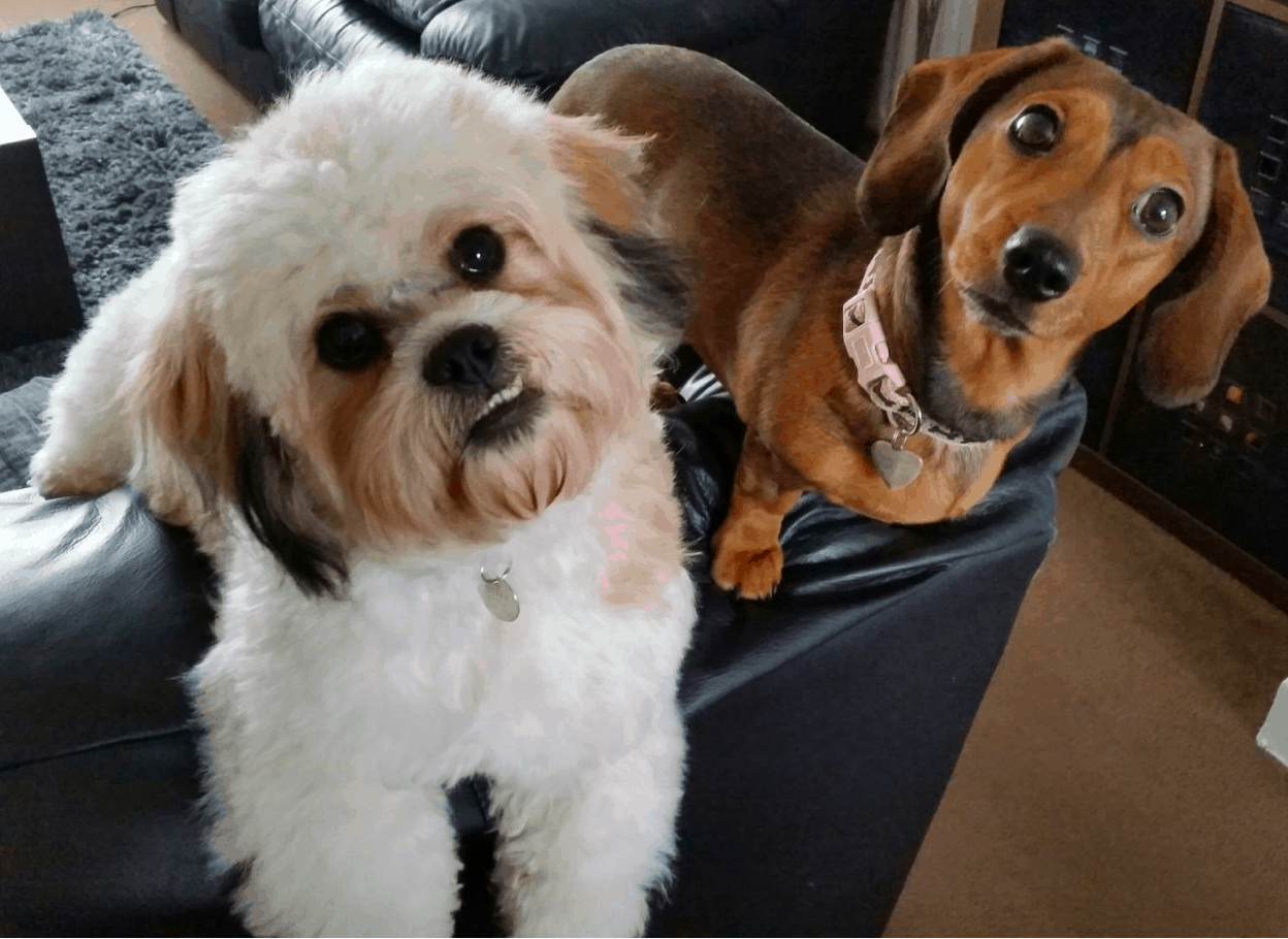 Shih Tzu and Dachshund Breeds