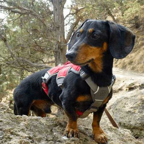 Web Master Dog Harness for Dachshunds