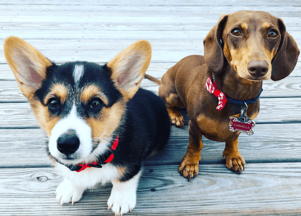 Welsh Corgi and Dachshund Breed