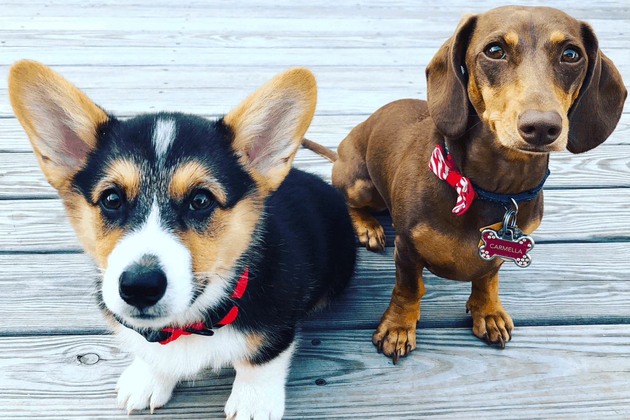 Welsh Corgi and Dachshund Breed