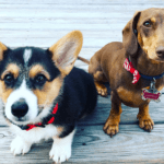 Welsh Corgi and Dachshund Breed