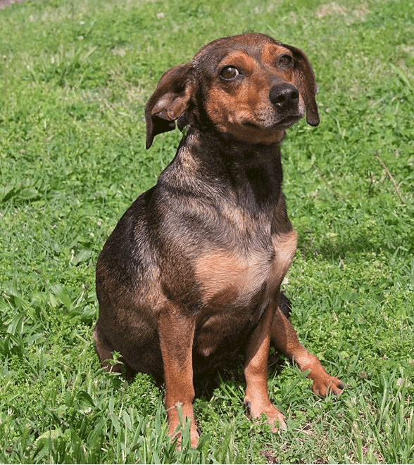 dachshund beagle crossbreed