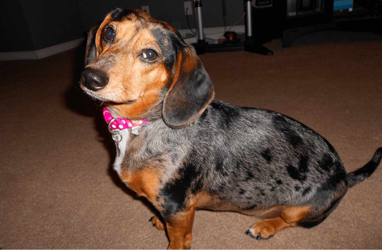 Dapple Beagle Dachshund Mix