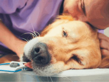 putting your dog down