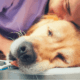 putting your dog down