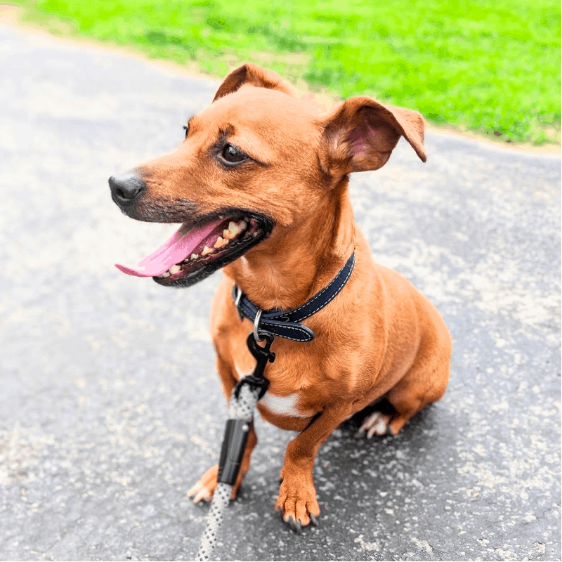 5 year old Jackshund