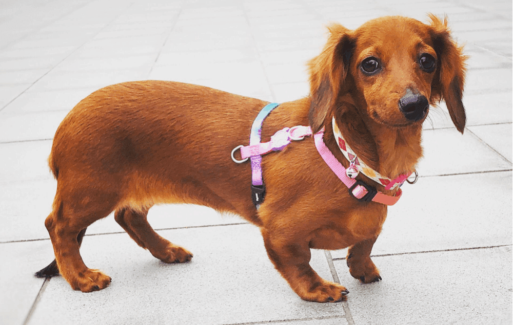 6 month old female dachshund