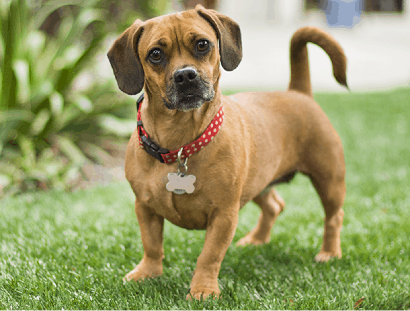 Appearance Pug Dachshund Mix