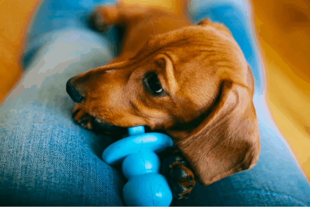 Best Chew Toys for Dachshund