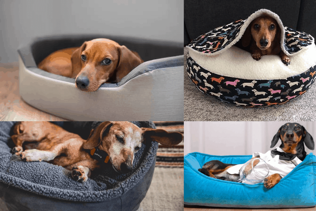 Top 15 Best Dachshund Beds: Caves, Cots, and More