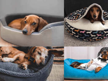 Best Dachshund Beds
