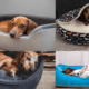 Best Dachshund Beds