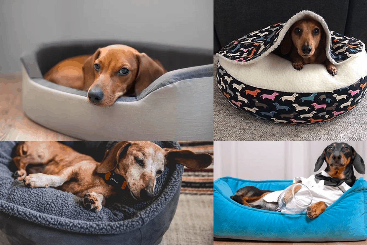 Top 15 Best Dachshund Beds Caves, Cots, and More