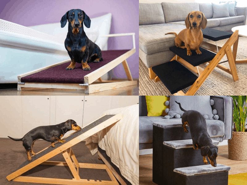 Top 15 Best Dachshund Ramps and Stairs for Beds and Couches