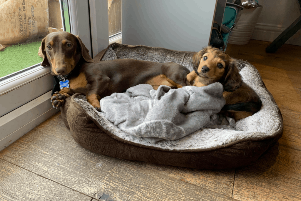 Best Dog Beds for Dachshund