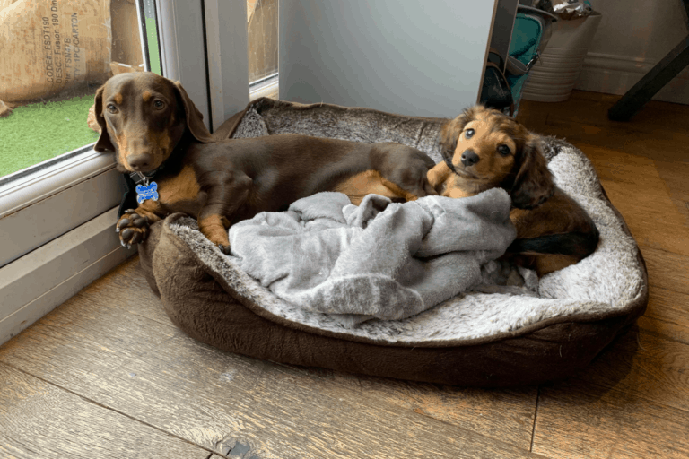 Top 15 Best Dachshund Beds Caves, Cots, and More