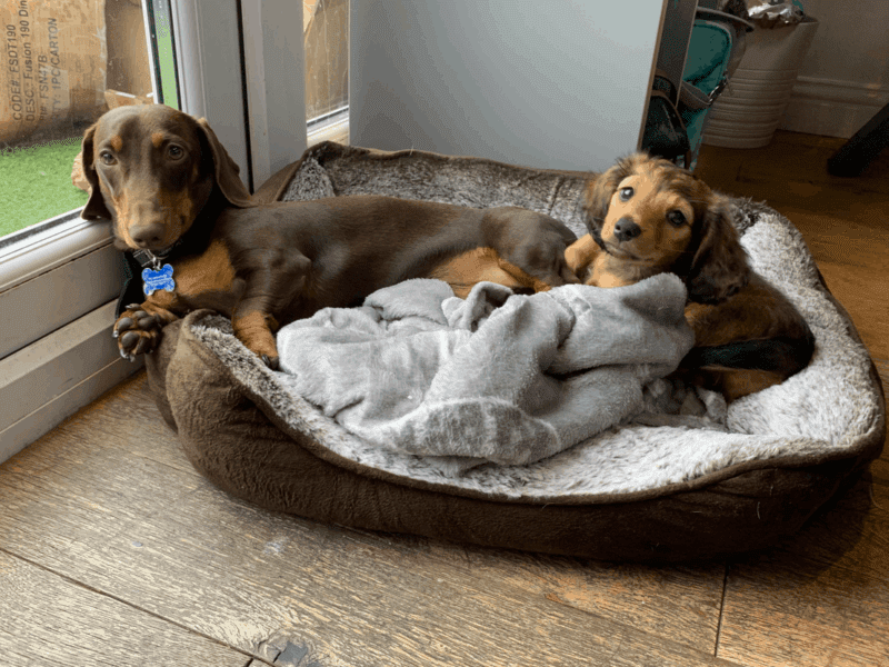 Best Dog Beds for Dachshund