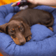 Best Dog Brush for short-haired Dachshund