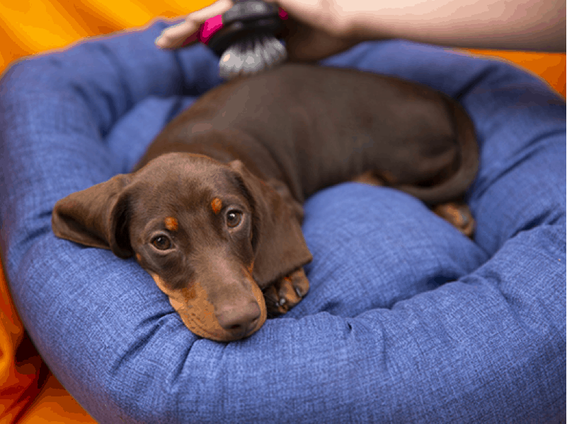 Best Dog Brush for short-haired Dachshund