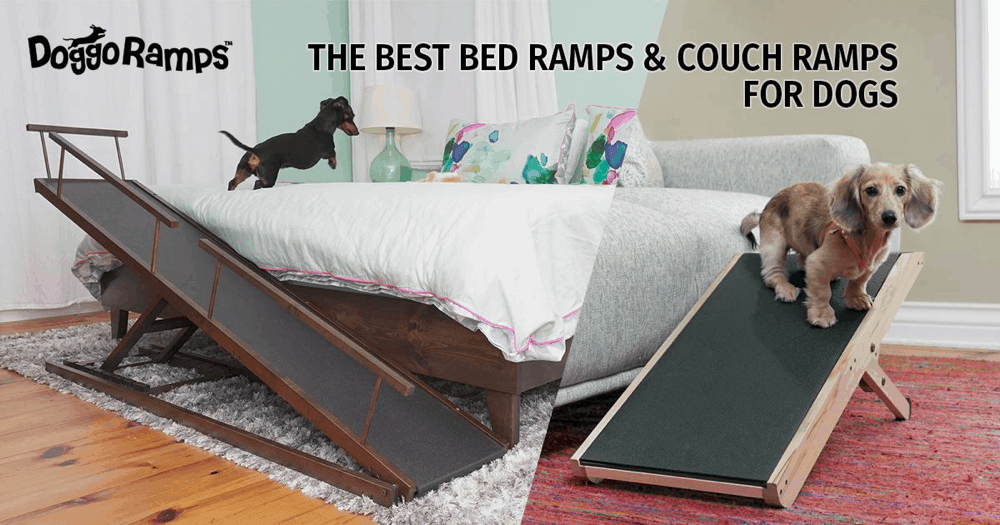 Best Dog Ramps for Bed and Couch