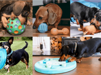 Best Dog Toys For Dachshund