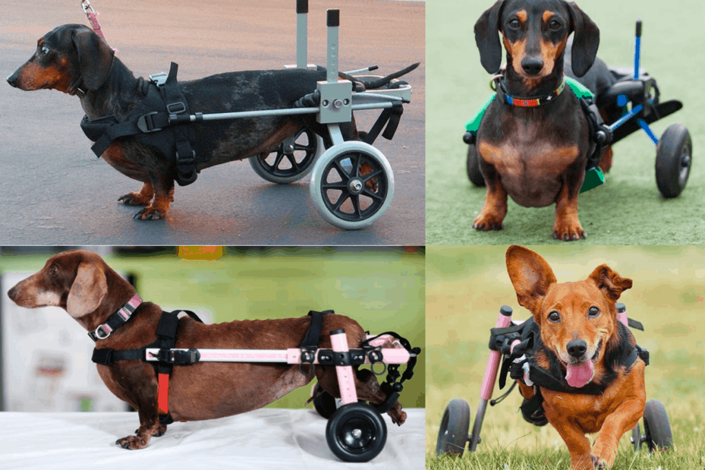 Best Dog Wheelchair for Dachshunds
