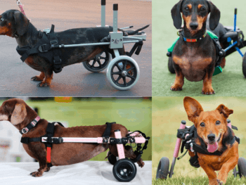 Best Dog Wheelchair for Dachshunds
