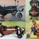 Best Dog Wheelchair for Dachshunds