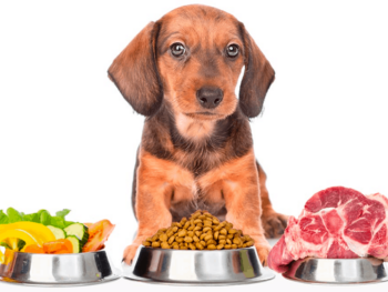 Best dog food for Dachshund Puppy