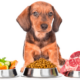 Best dog food for Dachshund Puppy