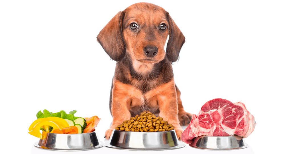 Best dog food for Dachshund Puppy