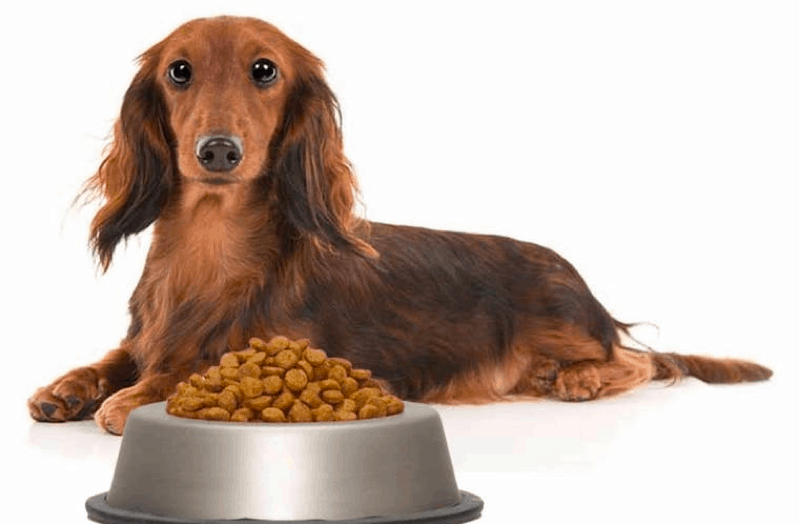 Best dog food for adult Dachshund