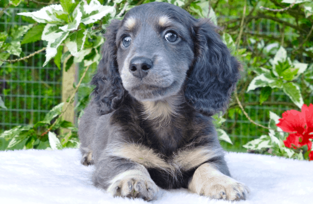 Blue Cream Dachshund