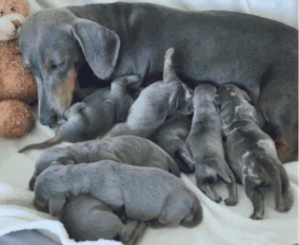 Blue Dachshund Breeders