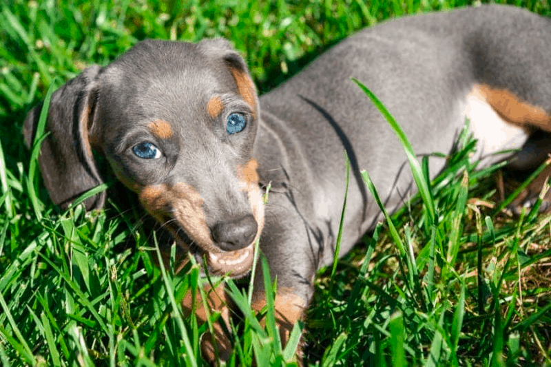 Blue Dachshund Exercise