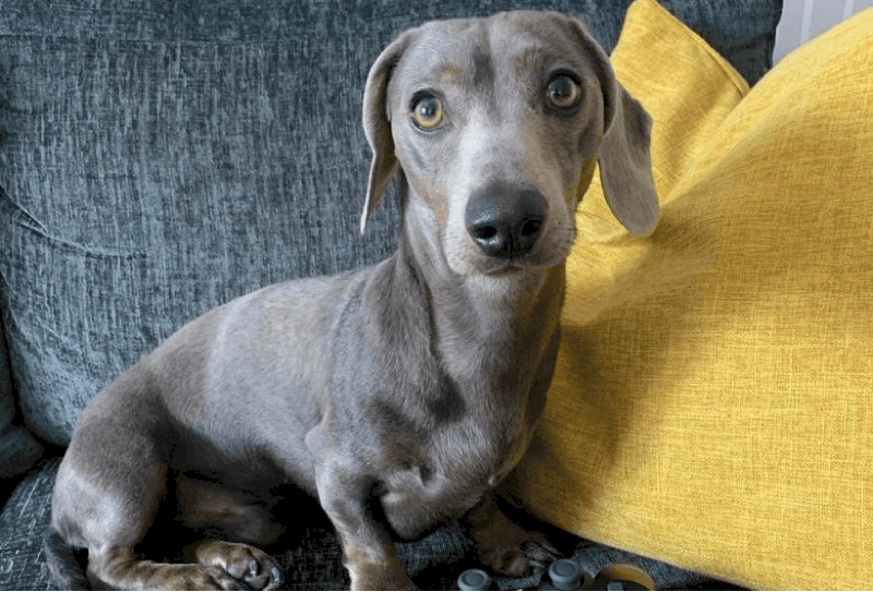 Blue Dachshund Health Problems